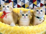 Scr Li Ebeveynden Golden Ny12 British Shorthair Yavrularım