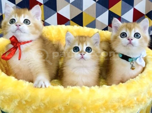 Scr Li Ebeveynden Golden Ny12 British Shorthair Yavrularım görsel