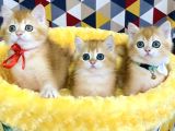 Scr li ebeveynden golden NY12 british shorthair yavrularım
