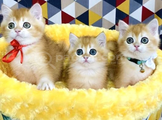 Scr li ebeveynden golden NY12 british shorthair yavrularım