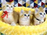 Scr Li Ebeveynden Golden Ny12 British Shorthair Yavrularım
