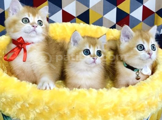 Scr Li Ebeveynden Golden Ny12 British Shorthair Yavrularım görsel