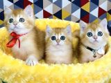 Scr Li Ebeveynden Golden Ny12 British Shorthair Yavrularım
