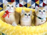 Scr Li Ebeveynden Golden Ny12 British Shorthair Yavrularım