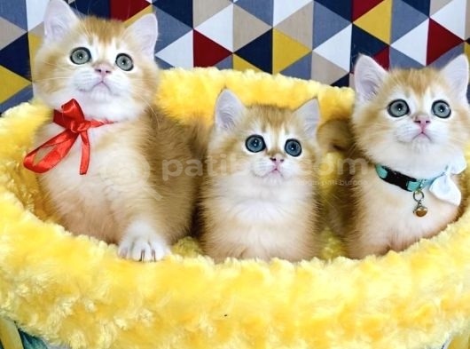 Scr Li Ebeveynden Golden Ny12 British Shorthair Yavrularım görsel