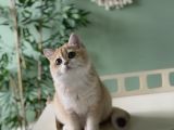 Safkan Golden British Shorthair