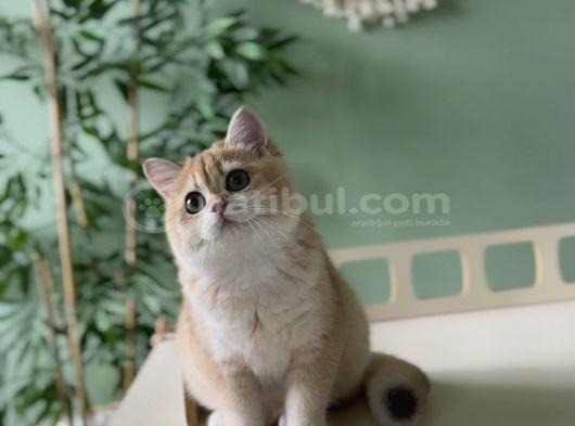 Safkan Golden British Shorthair