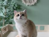 Safkan Golden British Shorthair
