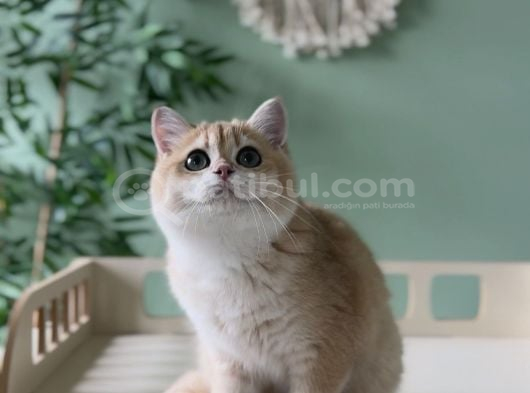Safkan Golden British Shorthair görsel