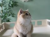 Safkan Golden British Shorthair