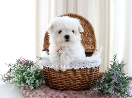 MİNİ BOY MALTESE BEBEKLER