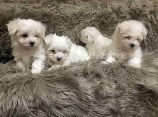Mi̇ni̇ Boy Maltese Bebekler görsel