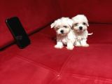 Teacup Miniboy Kore Kan Maltes Terrier