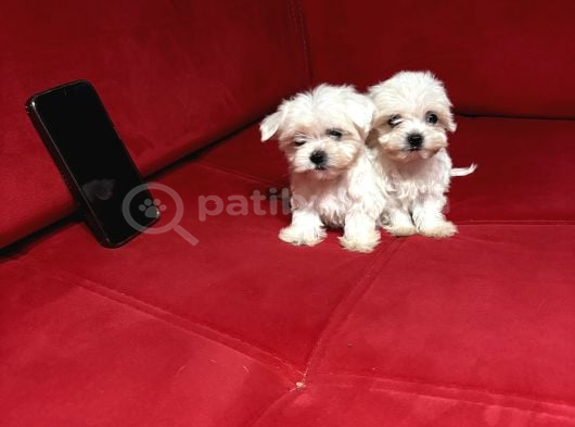 Teacup Miniboy Kore Kan Maltes Terrier görsel