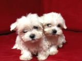 Teacup Miniboy Kore Kan Maltes Terrier