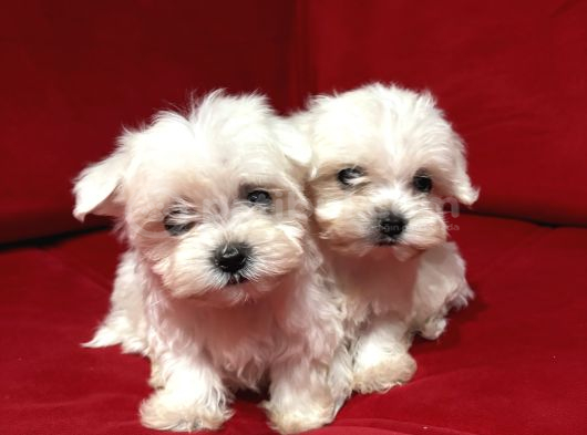 Teacup Miniboy Kore Kan Maltes Terrier görsel