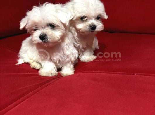 Teacup Miniboy Kore Kan Maltes Terrier görsel