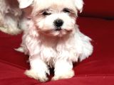 Teacup Miniboy Kore Kan Maltes Terrier