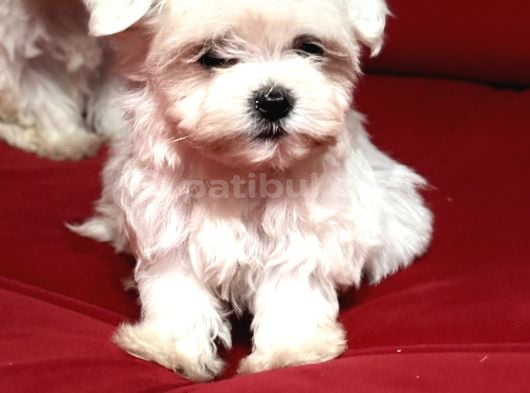 Teacup Miniboy Kore Kan Maltes Terrier görsel