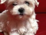 Teacup Miniboy Kore Kan Maltes Terrier