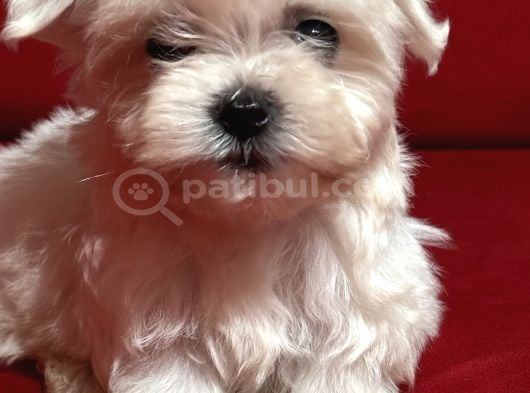 Teacup miniboy kore kan maltes terrier