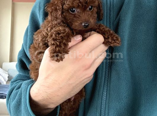 Dark Red Toy Poodle Dişi görsel