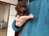 Dark Red Toy Poodle Dişi