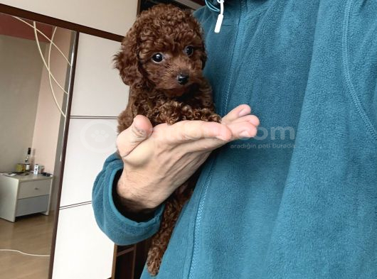 Dark Red Toy Poodle Dişi görsel