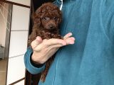 Dark Red Toy Poodle Dişi