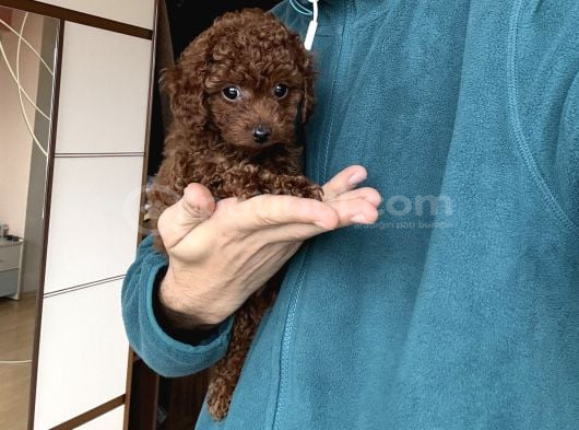 Dark Red Toy Poodle Dişi