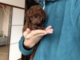 Dark Red Toy Poodle Dişi
