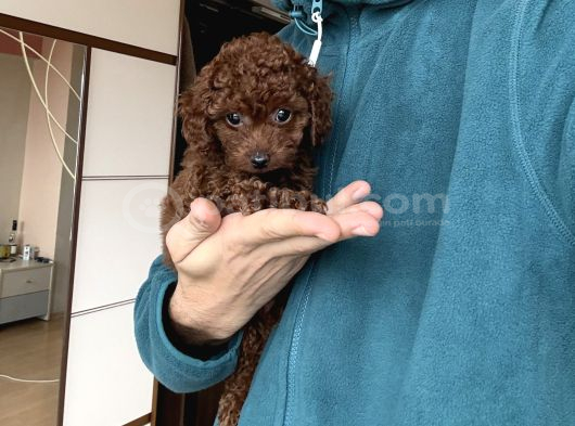 Dark Red Toy Poodle Dişi görsel