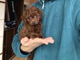 Dark Red Toy Poodle Dişi