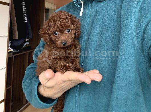 Dark Red Toy Poodle Dişi görsel