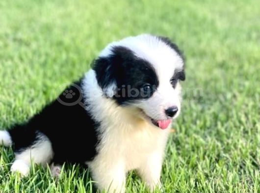 Border Colli̇e görsel