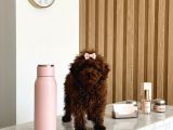 Teacup Kore Hatlı 5 Aylık Dişi Poodle - Pasaportlu-Çipli