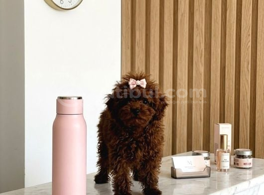 Teacup Kore Hatlı 5 Aylık Dişi Poodle - Pasaportlu-Çipli görsel
