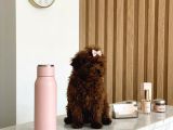 Teacup Kore Hatlı 5 Aylık Dişi Poodle - Pasaportlu-Çipli