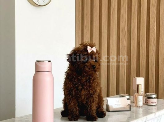 Teacup Kore Hatlı 5 Aylık Dişi Poodle - Pasaportlu-Çipli görsel