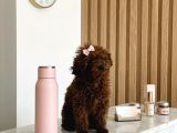 Teacup Kore Hatlı 5 Aylık Dişi Poodle - Pasaportlu-Çipli
