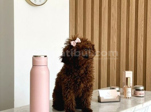 Teacup Kore Hatlı 5 Aylık Dişi Poodle - Pasaportlu-Çipli görsel