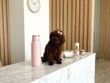 Teacup Kore Hatlı 5 Aylık Dişi Poodle - Pasaportlu-Çipli
