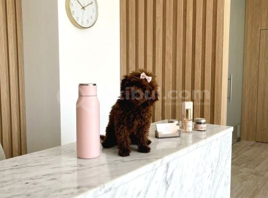 Teacup Kore Hatlı 5 Aylık Dişi Poodle - Pasaportlu-Çipli
