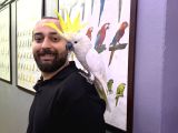 Eği̇ti̇mli̇ Dev Boy Tri̇ton Sülfür Kakadu Papağanimiz