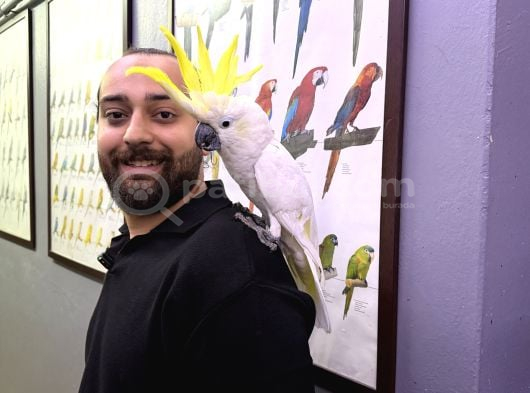 Eği̇ti̇mli̇ Dev Boy Tri̇ton Sülfür Kakadu Papağanimiz görsel