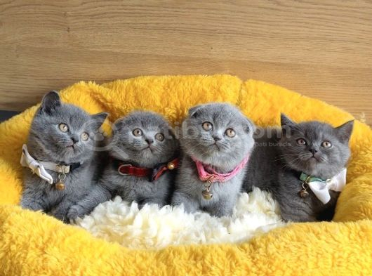 Show Kalite Blue Scotısh Yavrularım görsel