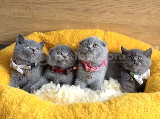 Show Kalite Blue Scotısh Yavrularım görsel