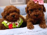 A Kali̇te Toy Poodle Bebekler