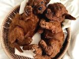 A Kali̇te Toy Poodle Bebekler