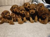 0 NUMARA POODLE YAVRULAR